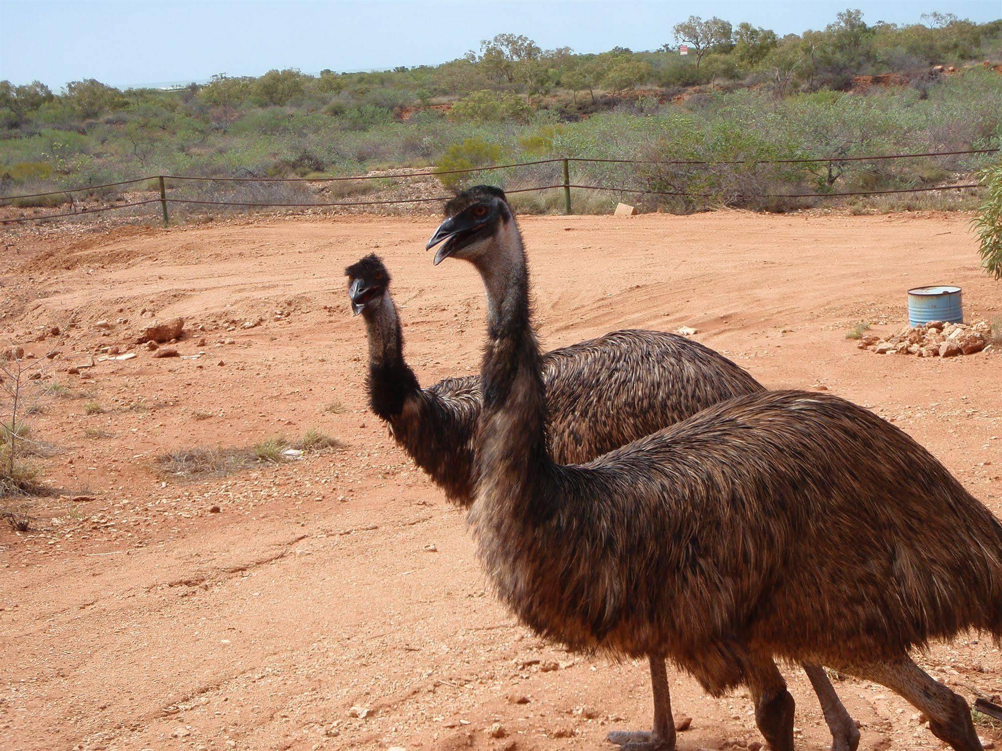 Ningaloo Bed And Breakfast Exmouth Exterior foto